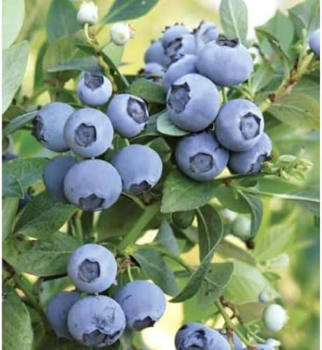 Brightwell Rabbiteye Blueberry Bush – Hardy Fruit Plant with Sweet Berries – Live Rabbiteye Blueberry Shrub for Home Gardens & Orchards (2 Gallon/Potted/Single Plant) - Image 2