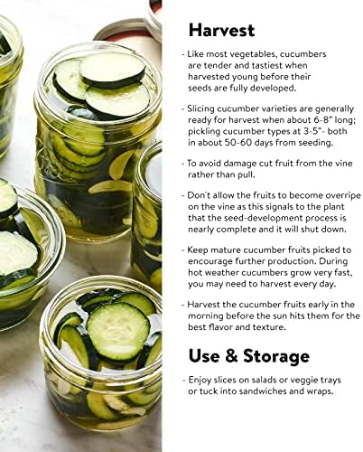 Burpee 'Straight Eight' Slicing Cucumber Seeds, 200 Non-GMO seeds, Heirloom - Image 4
