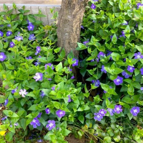 24 Vinca Live Plants Bareroots, Periwinkle Flower Plant, 6 Inch Tall - Image 2