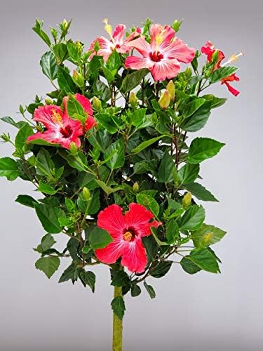 Hibiscus Tree Live - Pink Flowers - Overall Height 38" to 44", 3 Gallon Pot - Tropical Plants of Florida - Image 2