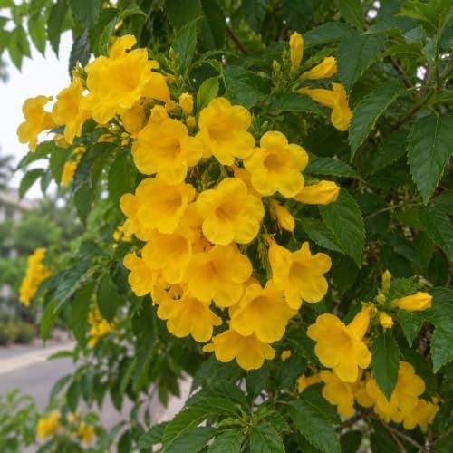 Set of 3 Tecoma Stans Yellow Bells Live Plants, 4-8 in, No Pot - Image 7