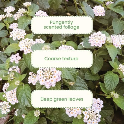 American Plant Exchange Lantana 'White Lightning' – 6-Inch Pot – Live Flowering Shrub with Bright White Blooms, Heat-Tolerant Outdoor Plant for Gardens, Patios, Containers & Landscapes - Image 5