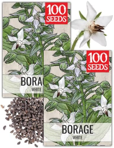 Seed Needs White Borage Seeds to Plant an Herb Garden - 2 Packs by SeedNeeds