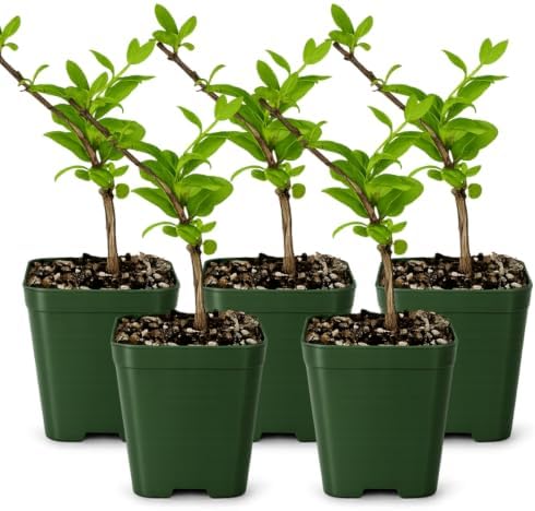 Honeysuckle Plant Live, White Fragrant Japanese Climbing, 2in Pot, 5-Pack by MyShelfie