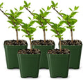 Honeysuckle Plant Live, White Fragrant Japanese Climbing, 2in Pot, 5-Pack by MyShelfie