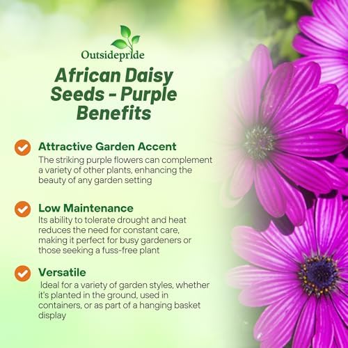 Outsidepride Purple Osteospermum African Daisy Seeds - 10 Pcs. Perennial Flower Seeds for Planting Outdoors with Long-Lasting Blooms, Drought-Tolerant, Easy to Grow for Sunny Gardens & Borders - Image 3