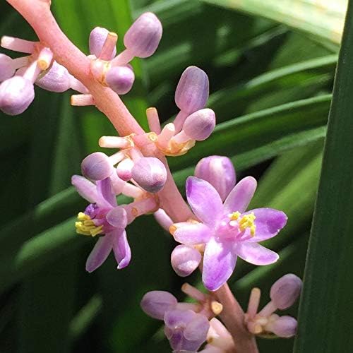 Perfect Plants Super Blue Liriope, 1 Gallon, Groundcover Grass - Image 3