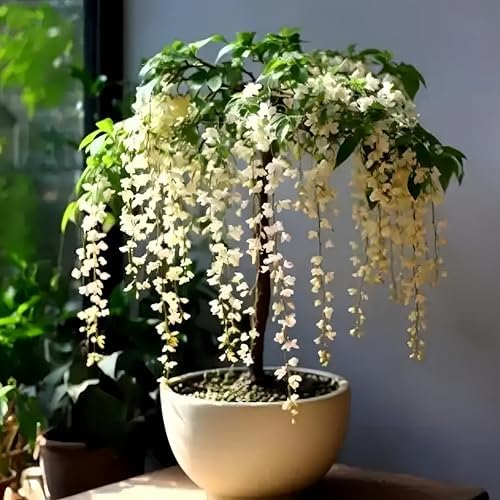 Climbing Jasmine Seeds for Planting 100pcs Fragrant Flowering Vine Fast-Growing for Fences, Trellises & Garden Landscaping - Image 2