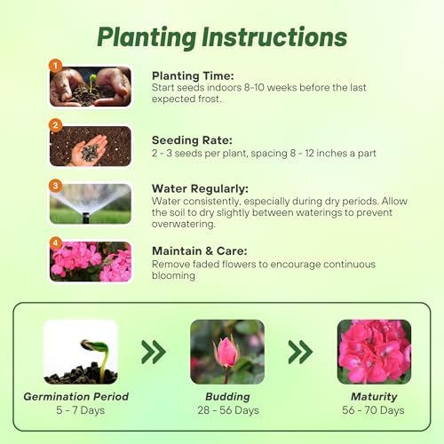 Outsidepride Rose Geranium Seeds for Planting - 50 Pcs Annual, Heat & Drought Tolerant Flower Seeds with Green Foliage & Rose Blooms for Pots, Borders & Lush Summer Garden Displays - Image 4