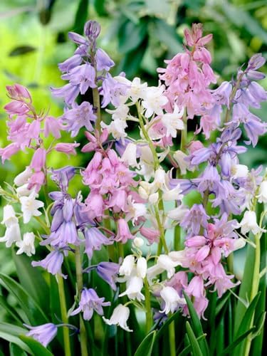Votaniki Spanish Bluebell Mixture - Perennial Spanish Bluebells (Wood Hyacinth) Bulbs for Planting | Spring Flowering Bulbs, Bell Shaped Flowers - Easy to Grow (12 Pack) - Image 2