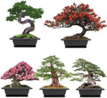 Meekear Growing into Blue Spruce, Dawn Redwood, Flame Tree, Judas Tree, Indoor Outdoor Home Gardening DIY Gifts by Meekear-BEWITHYOU