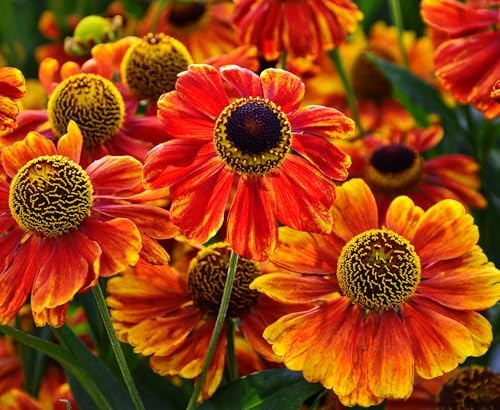 Sneezeweed Live Plant Plugs – Helenium Autumnale Hardy Native Perennial Starter Plants – Bright Yellow & Orange Pollinator Flowers for Gardens & Landscaping (3 Plants) - Image 2