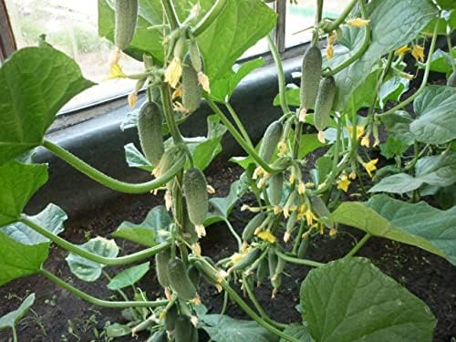 Cucumber Indoor F1 10 Seeds, Compact Variety for Windowsill Growing - Image 6
