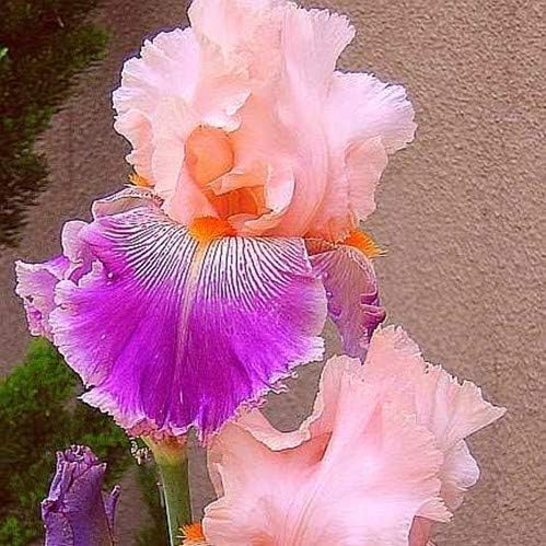 35 Mixed Iris Heirloom Seeds for Planting - Image 5