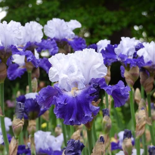 Eden Brothers Bearded Iris Bulbs - Fx Schreiner, 1 Bulb - Image 4