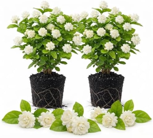 2 Grand Duke Jasmine Live Plants, Fragrant Flowering Shrubs, 4-6" Tall by Unknown