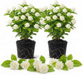 2 Grand Duke Jasmine Live Plants, Fragrant Flowering Shrubs, 4-6" Tall by Unknown