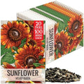 Seed Needs Velvet Queen Sunflower Seeds to Plant Cut Flowers - 20 Packs by SeedNeeds
