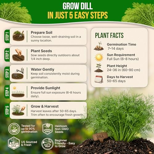Organo Republic Dill Bouquet Seeds Pack 5 G - Over 1,400 Non-GMO Heirloom Dill Seeds for Planting Herbs in Individual Seed Packet, Herbs Seeds for Planting Home Garden Indoor & Outdoor Gardening - Image 6