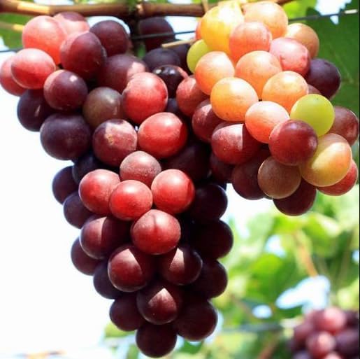 Red Flame Seedless Grape Vine Live Plants, Sweet Grapevine Plants Live for Planting, Climbing Grape Vine, 8-12 Inch Tall, No Pot - Image 6