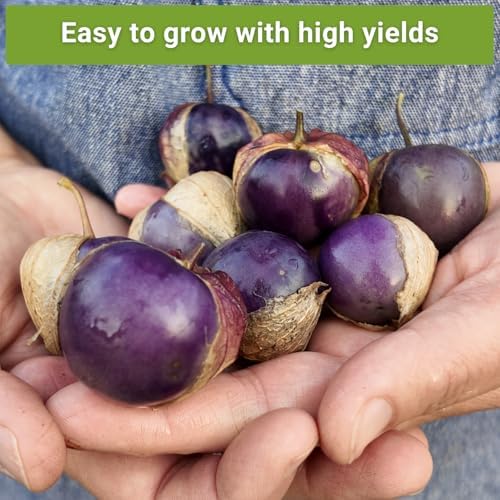 Sow Right Seeds - Tomatillo Seed Collection for Planting Vegetable Garden - Image 5