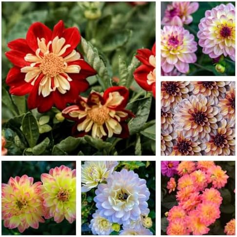 Dwarf Dahlia Mix Seeds, 300+ Non-GMO Heirloom Seeds, Compact Cold-Hardy & Drought-Tolerant Perennial, Vibrant Blooms for Garden Borders, Containers & Patios by WivolibeSeeds