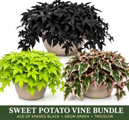 Sweet Potato Vine Live Starter Plug Bundle – Black, Neon Green & Tricolor – 3 Rooted Ornamental Plants for Hanging Baskets, Containers & Gardens - Image 2