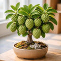 Sugar Apple Bonsai Seeds (5 Seeds) – Annona Squamosa Fruit Tree Seeds for Bonsai Growing, Exotic Tropical Sugar Apple Plant Seeds for Indoor & Outdoor Gardening by CZGrain