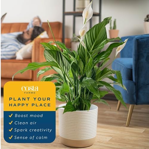 Costa Farms Spathiphyllum Peace Lily Live Indoor Plant, 3-Foot - Image 5