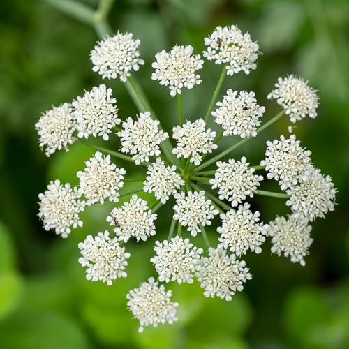 Seed Needs Anise Seeds to Plant an Herb Garden - 1 Pack - Image 6
