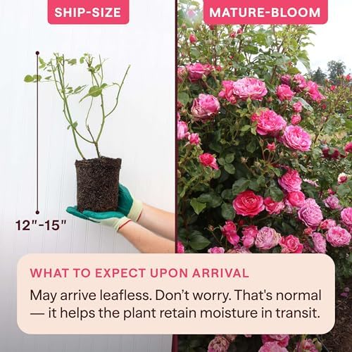 Heirloom Climbing Roses, Live Own Root Plant, Raspberry Cream Twirl™ - Image 2