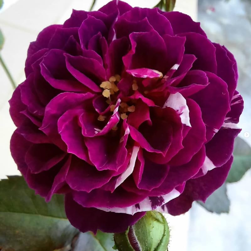 Purple-White Climbing Rose Live Plant, Ornamental Rose, 5-9 Inch Tall - Image 2