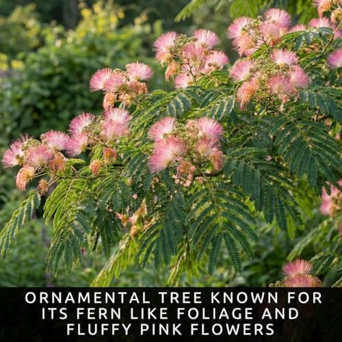 3 Mimosa Silk Tree Live Saplings – Pink Flowering Trees in Pots - Image 2