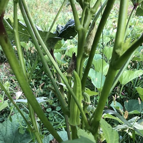 Organic Clemson Spineless Okra (Abelmoschus esculentus) 250 Seeds (25 Grams) - Common Ivy, Gobbo, Gumbo, Ivy Gum Plant, Ladies' Fingers, Ochro, Okra, Okro by Smoke Camp Crafts - Image 2
