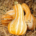 Orange Striped Cushaw Seeds - 20+ Count - for 2026 Planting Southern Kershaw Pumpkin Tennessee Sweet Potato Squash Gourd Silver Garden Vegetable Grow Your Own Home Farm Patio Healthy by TomorrowSeeds