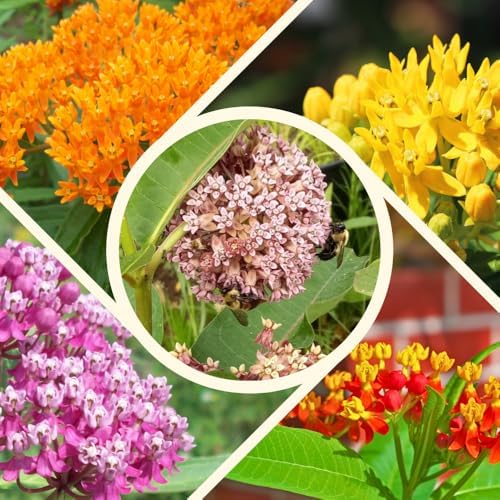 2 Random Milkweed Live Plants, Butterfly Garden Plant, 5-8 Inch Tall - Image 2