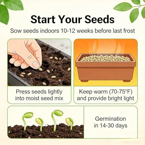 CarpetC 300+ Verbena Seeds for Planting, Perennial Long Blooms, Drought Tolerant Ground Cover Verbena hybrida Trailing, Non-GMO Heirloom for Borders, Containers and Hanging Baskets - Image 4