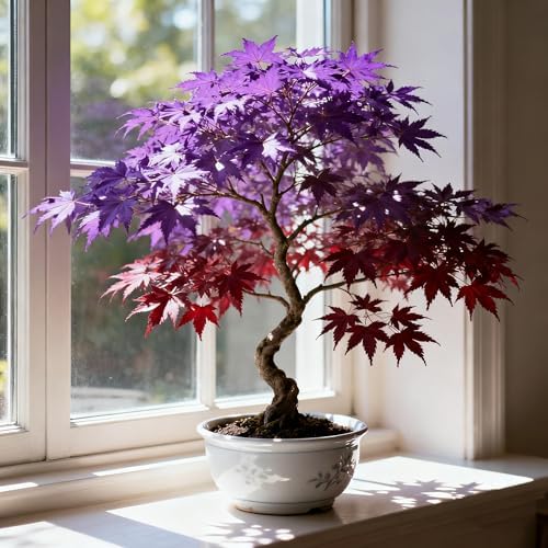 30+ Purple Maple Tree Seeds for Planting, Rare Acer Palmatum Tree Seed, Non-GMO Heirloom Plant Seeds for Garden Home - Image 3