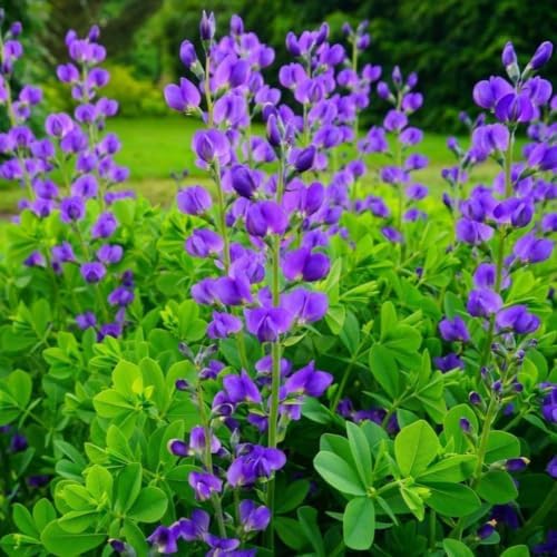 False Indigo Bush - 6-12" Tall Live Plant - Quart Pot by Unknown