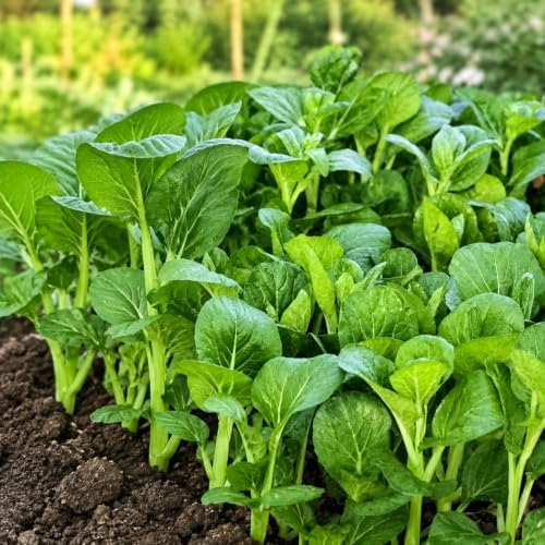 Bok Choy Seeds for Planting, Approx. 2,000 Chinese Cabbage Seeds, 1 Pack - Image 2