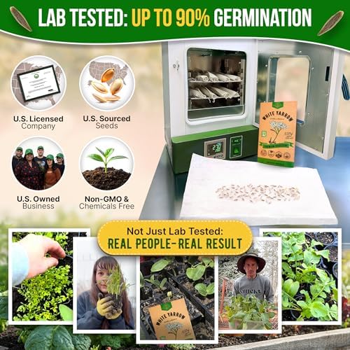 White Yarrow Seeds Pack 0.25 G - Over 2000 Non-GMO Heirloom Yarrow Seeds for Planting Herbs in Individual Seed Packet, Herbs Seeds for Planting Home Garden Indoor & Outdoor Gardening - Image 2