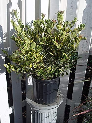 Ilex X meserveae 'Honey Maid' (Varigated Holly) Evergreen, yellow & blue/green varigated foliage, 2 - Size Container - Image 3
