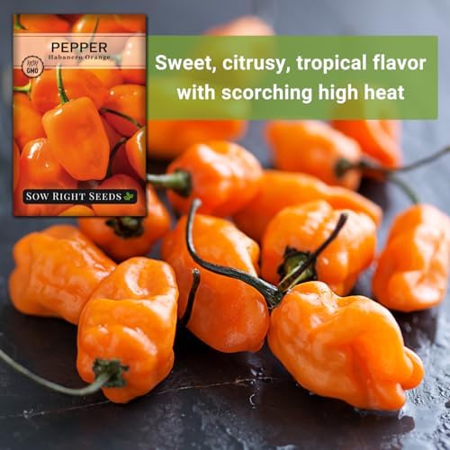 Sow Right Seeds - Habanero Orange Pepper Seed for Planting Chili Peppers - Image 5