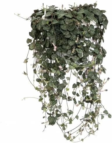 String of Hearts - Hearts Entangled -Ceropegia woodii-2.5" Pot-Collector' Series - Image 5