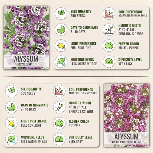Seed Needs Alyssum Seeds Variety Pack of 4 Groundcover Flowers to Plant - Image 6