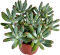 FATPLANTS Succulent Plant(s) Fully Rooted in 4 inch Planter Pots with Soil - Real Succulent Live Potted Succulents/Unique Indoor Cactus Decor (1, Sedum pachyphyllum Blue Jelly Bean) by FatPlantsSanDiego