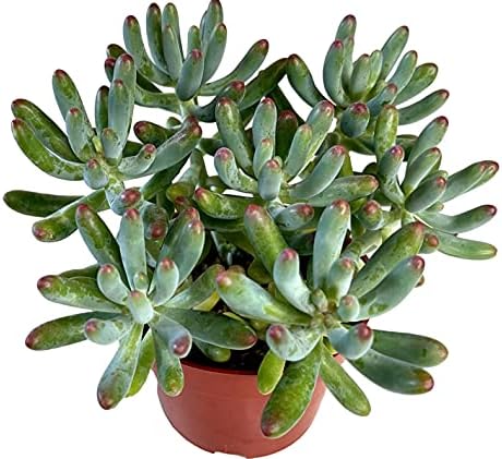FATPLANTS Succulent Plant(s) Fully Rooted in 4 inch Planter Pots with Soil - Real Succulent Live Potted Succulents/Unique Indoor Cactus Decor (1, Sedum pachyphyllum Blue Jelly Bean) by FatPlantsSanDiego