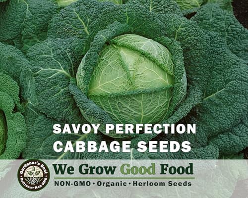 Savoy Perfection Cabbage Seeds for Planting - Organic, High Germination, Non-GMO, Heirloom Grown in the USA - Image 2