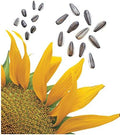 Burpee Super Snack Sunflower Seeds 50 seeds by Burpee