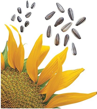 Burpee Super Snack Sunflower Seeds 50 seeds by Burpee